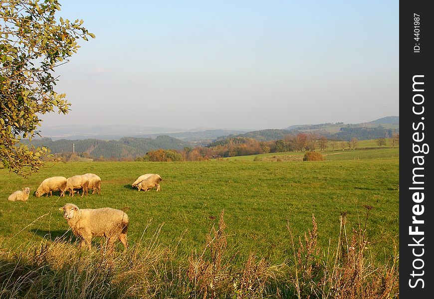 Sheep at grazing land in spring