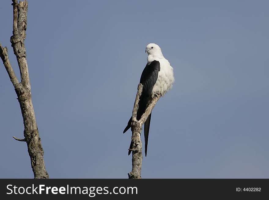 A Swallow-tailed Kite perched in an old dead tree