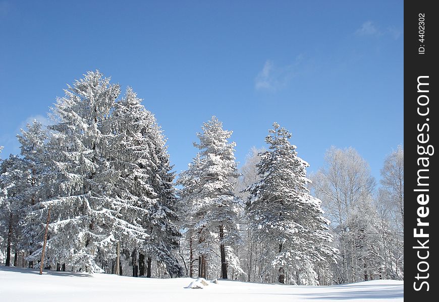 Quiet winter day afternoon in the mountains, snow covered pine trees. Quiet winter day afternoon in the mountains, snow covered pine trees