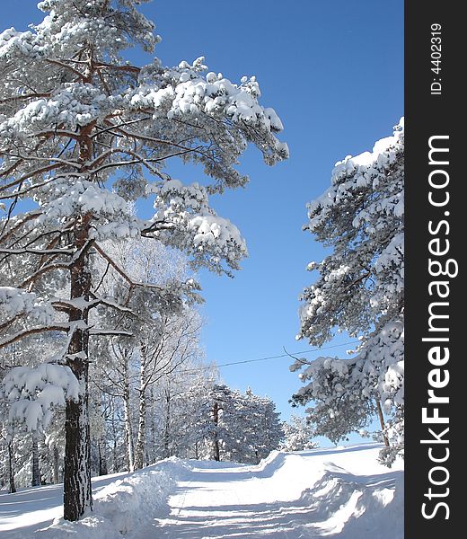 Quiet winter day afternoon in the mountains, path between the snow covered pine trees. Quiet winter day afternoon in the mountains, path between the snow covered pine trees