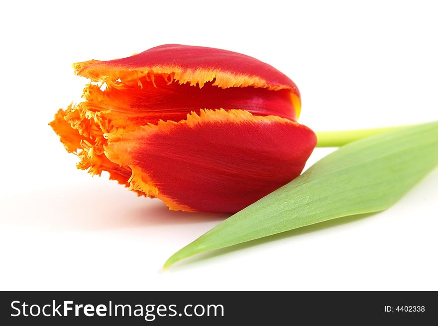 Red tulip isolated on a white background