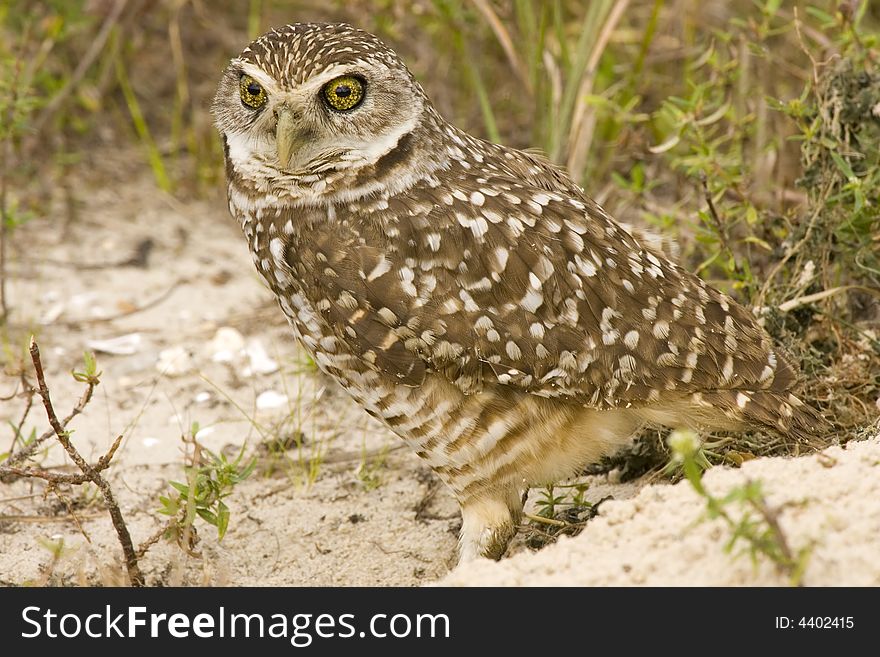 A Burrowing Owl watches me as I am photographing him. A Burrowing Owl watches me as I am photographing him