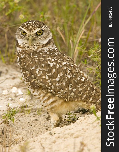 A Burrowing Owl watches as I go about photographing him. A Burrowing Owl watches as I go about photographing him