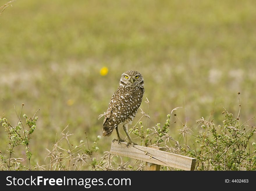 Burrowing Owl Perched