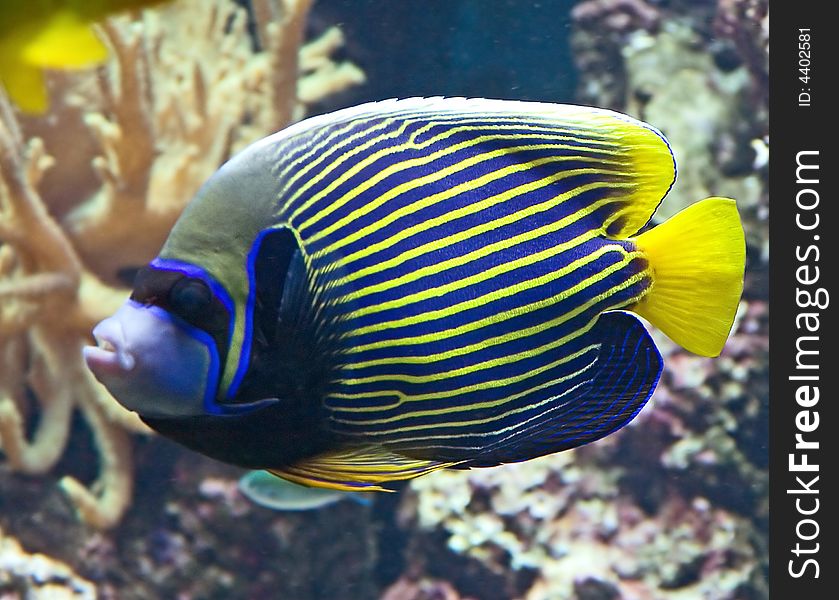 Portrait of nice emperor angelfish. Portrait of nice emperor angelfish