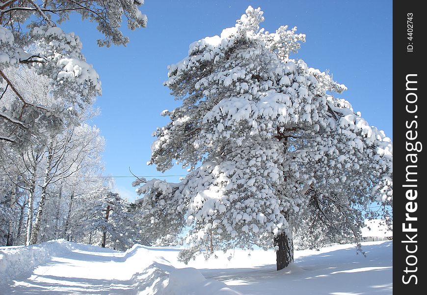 Quiet winter day afternoon in the mountains, snow covered pine trees. Quiet winter day afternoon in the mountains, snow covered pine trees