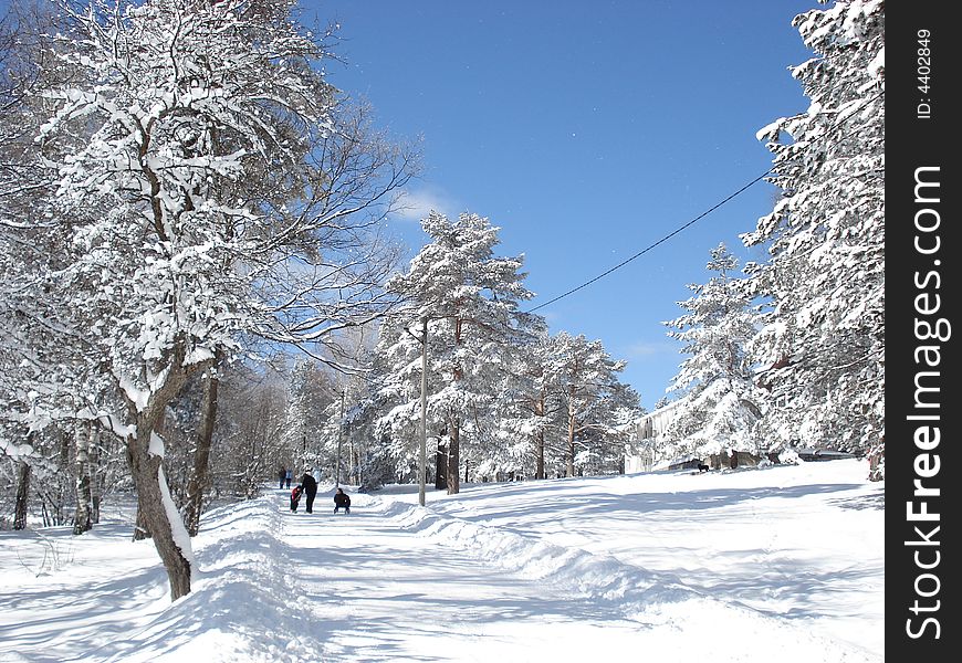 Quiet winter day afternoon in the mountains, snow covered pine trees, people enjoying snow. Quiet winter day afternoon in the mountains, snow covered pine trees, people enjoying snow