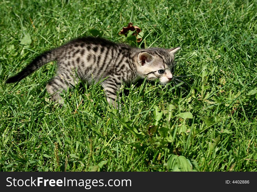 Small kitty is playing in grass