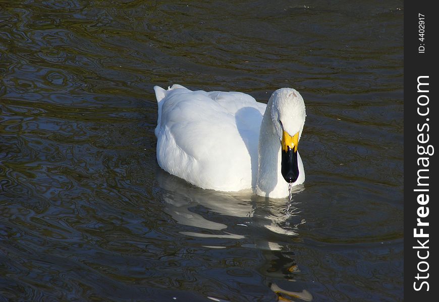 Bewick's Swan, Britain's smallest swan.