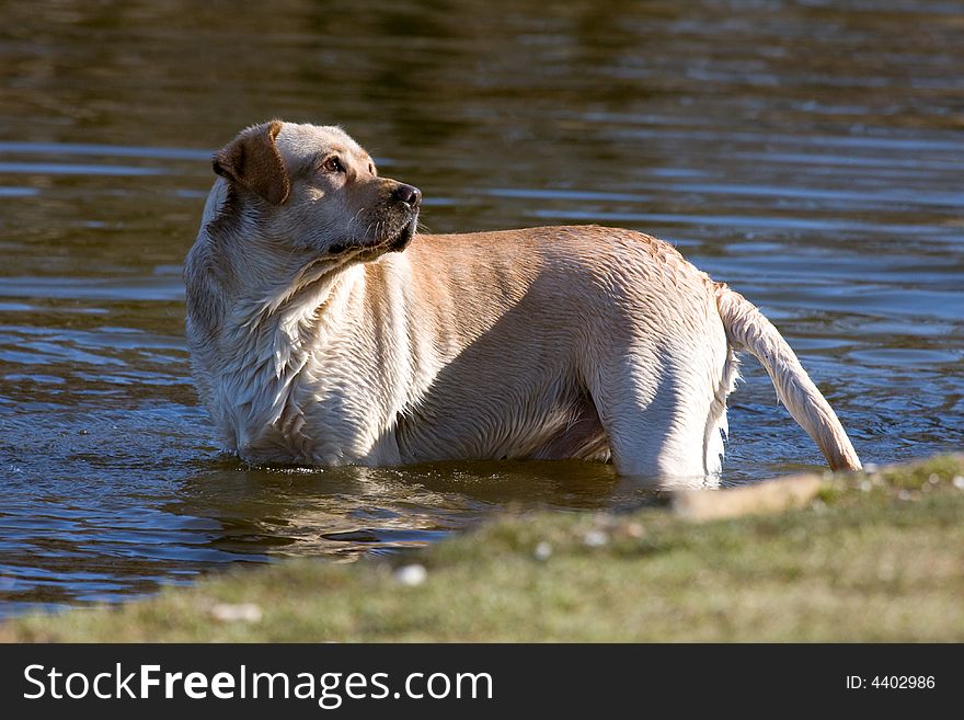 Beautiful dog in the water