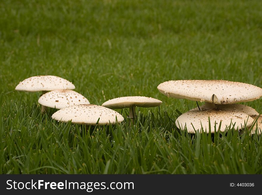 Close up toadstools in grass