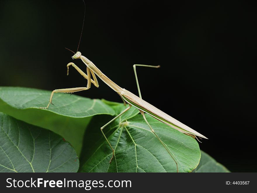 Praying Mantis