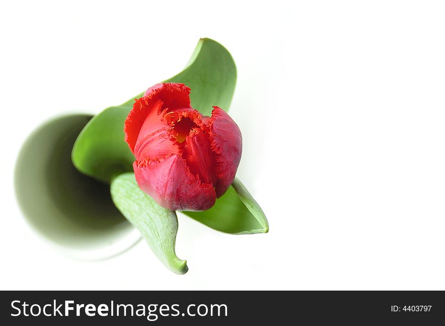 Red tulip in white vase shot from above against white background. Red tulip in white vase shot from above against white background.