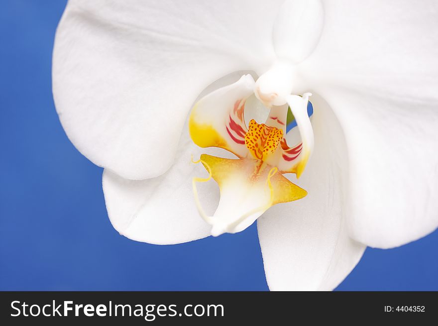 Beautiful White Macro Orchid Flower Blossom on Blue.