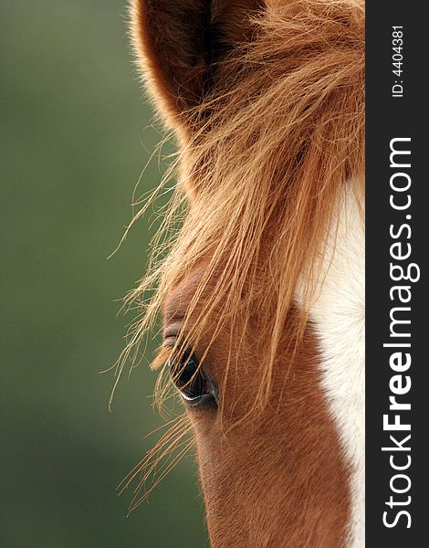 Arabian filly close up portrait. Arabian filly close up portrait