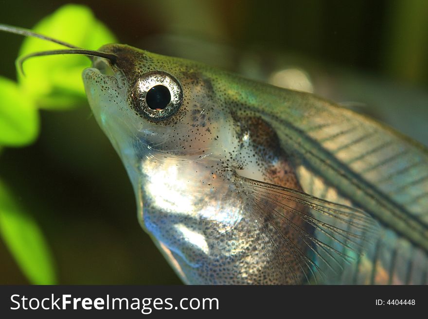Weird transparent exotic fish head. Weird transparent exotic fish head