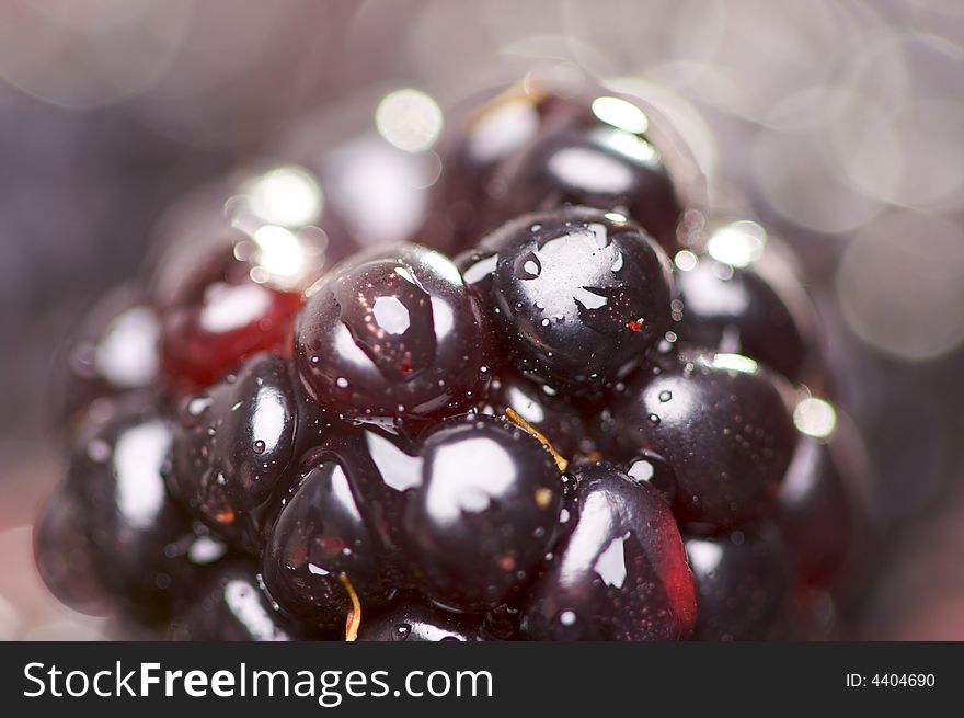 Macro Blackberries with Water Drops and Narrow Depth of Field.