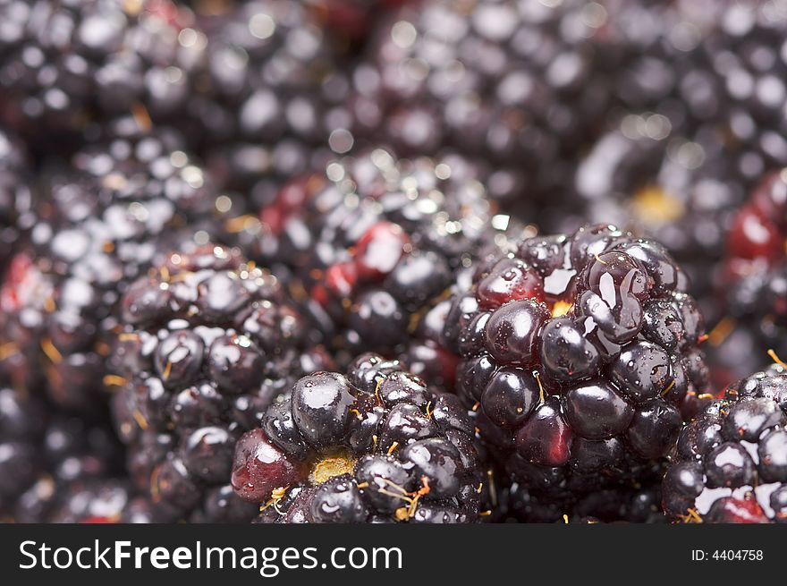 Macro Blackberries With Water Drops