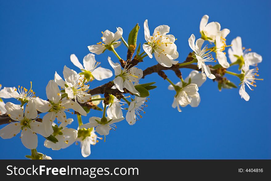 Branch of an cherry isolated on blue. Branch of an cherry isolated on blue