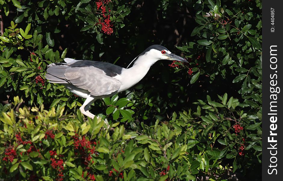 Beautiful blacked crowned night heron with sharp red eyes. Beautiful blacked crowned night heron with sharp red eyes