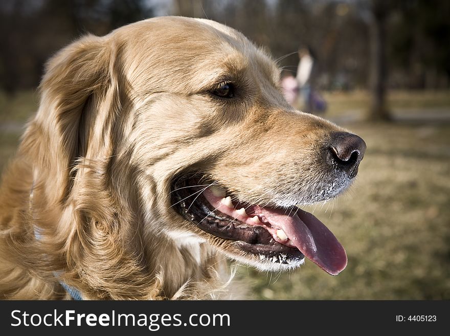 Golden retriever is looking forward