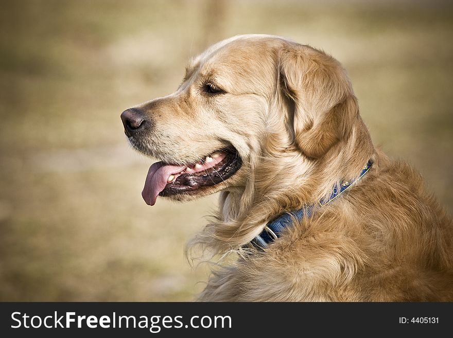 Golden retriever is looking forward