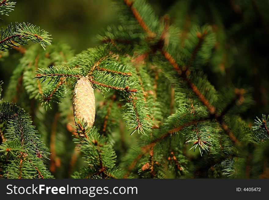Fir cones, detailed cone, Call Detail spruce branch. Fir cones, detailed cone, Call Detail spruce branch