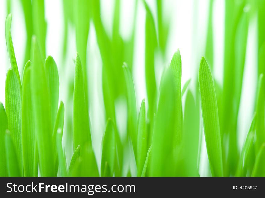 Green grass background with white background