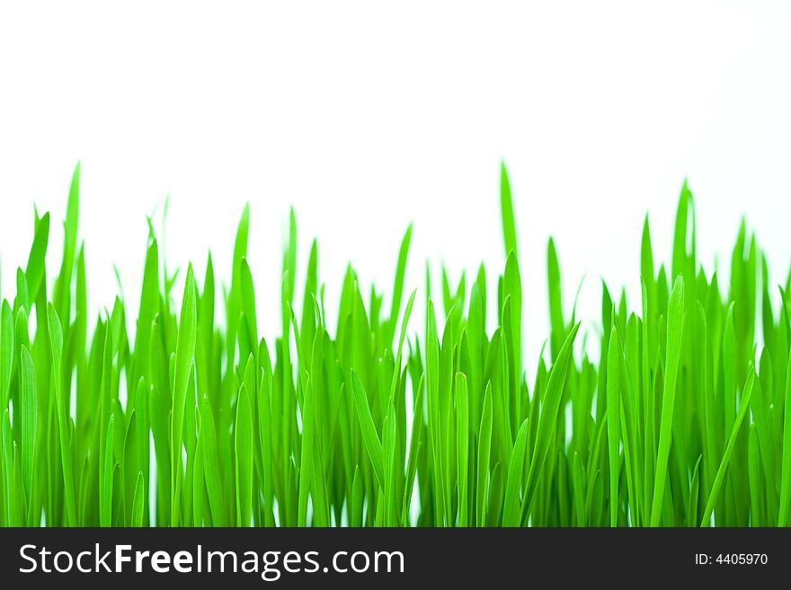 Isolated green grass with white background