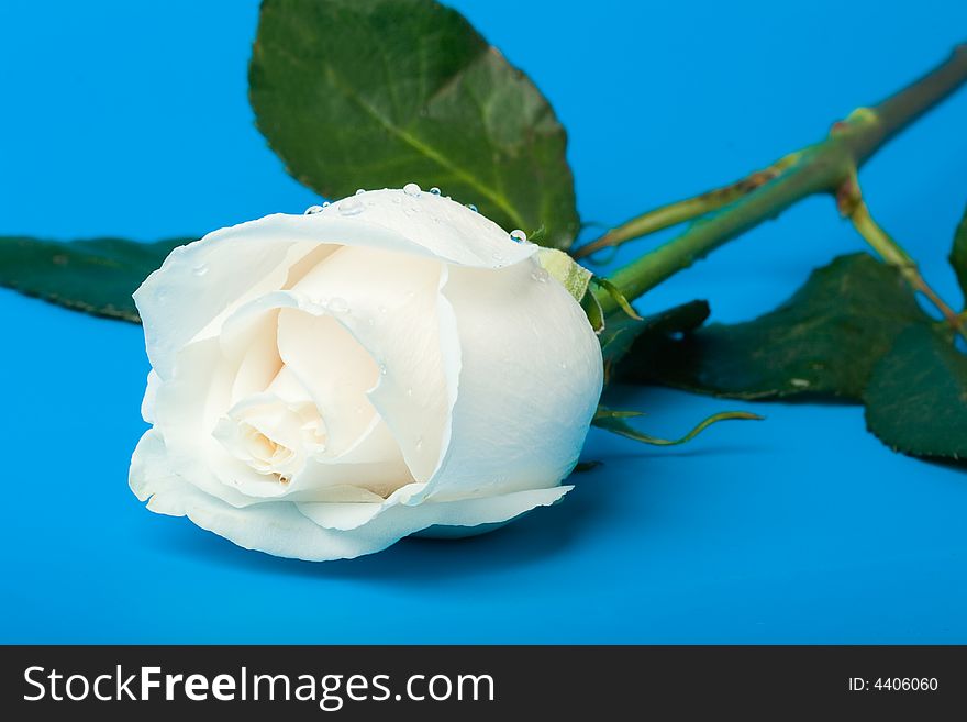 Wet white rose on blue background