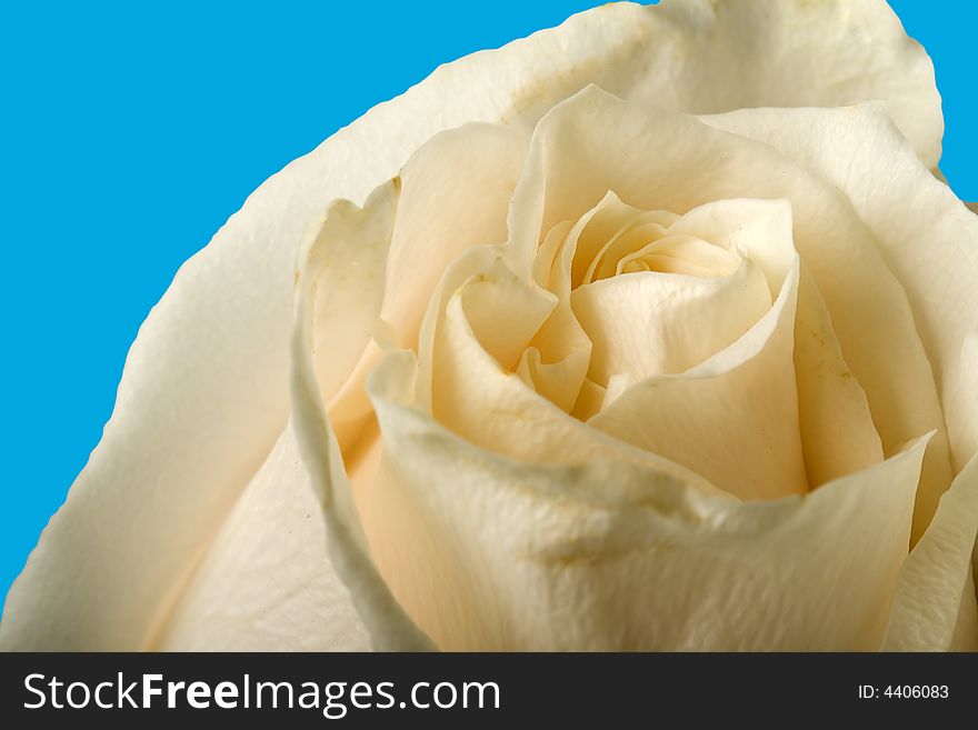 White Rose With Blue Background