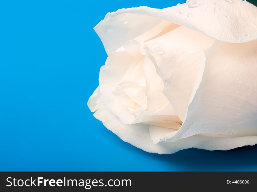 White wet rose with blue background