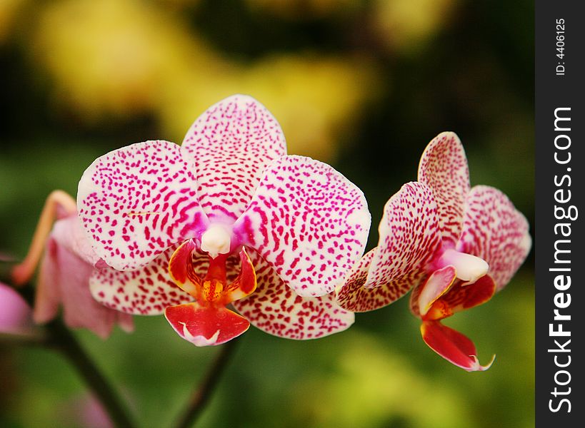 Red orchid phalaenopsis background
blooming