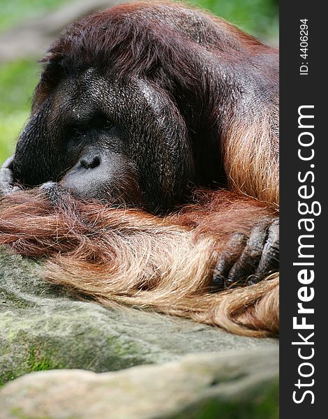 A shot of a male orangutan up close. A shot of a male orangutan up close