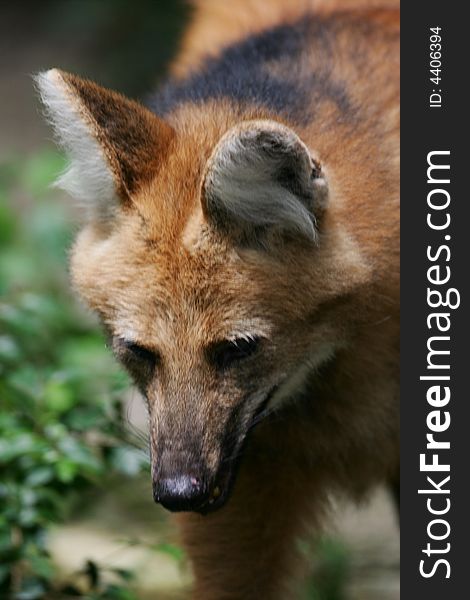 A shot of a Maned Wolf up close