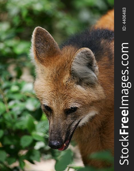 A shot of a Maned Wolf up close