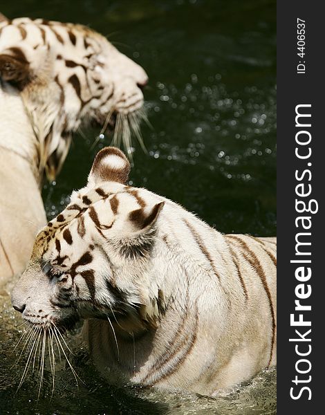 A shot of a White Tiger taking a swim