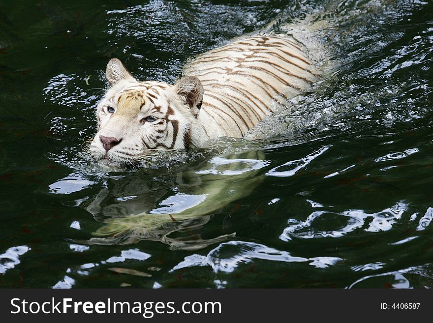 A shot of a White Tiger taking a swim