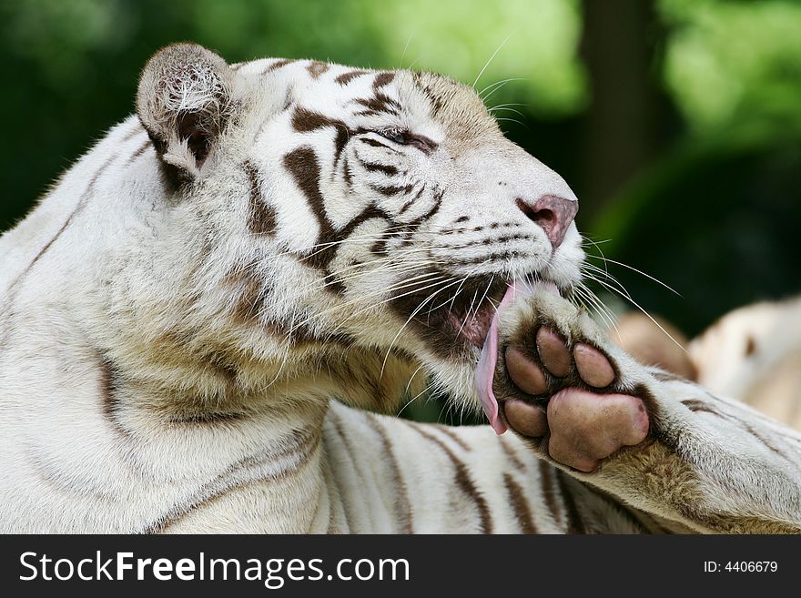 A shot of a White Tiger up close