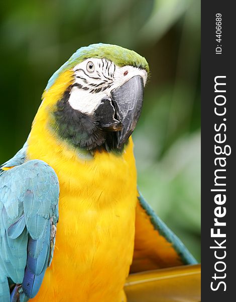 A shot of a Blue & Yellow Macaw