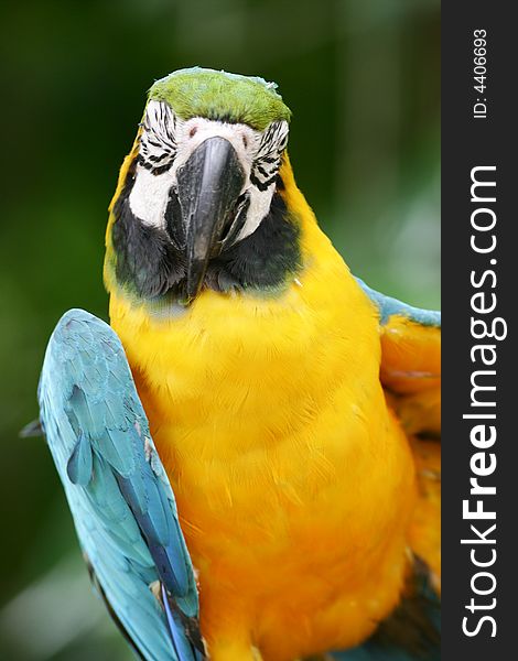 A shot of a Blue & Yellow Macaw