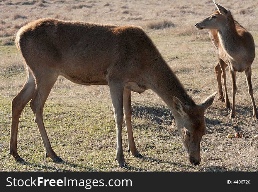 Picture taken of a deer at a local zoo