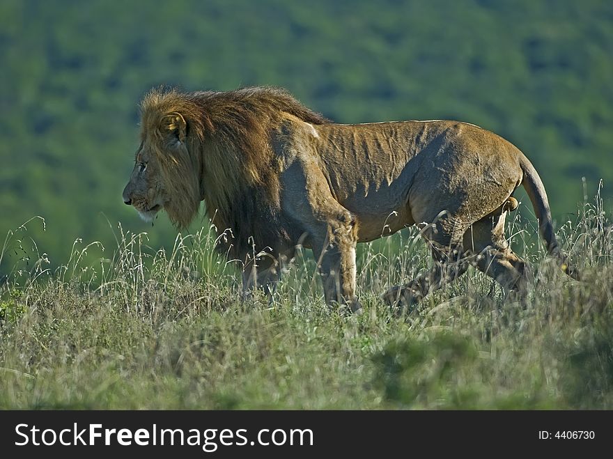 A Male Lion Patrols his Territory