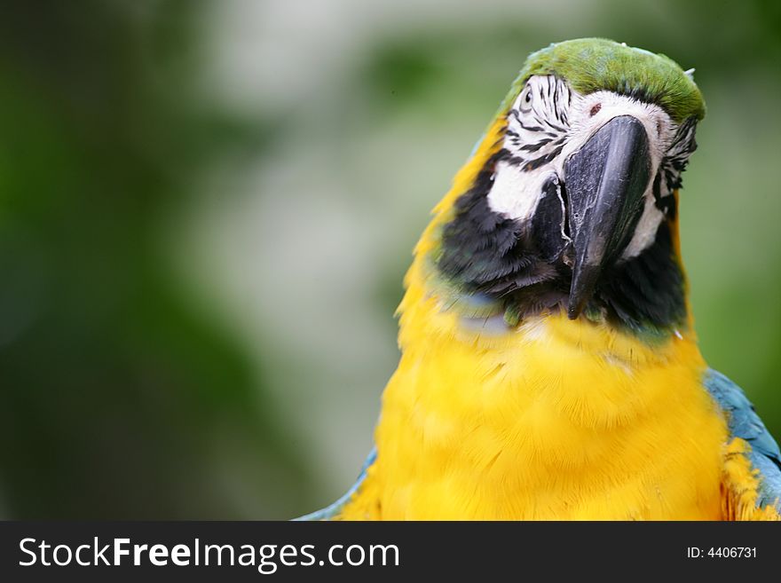 A shot of a Blue & Yellow Macaw