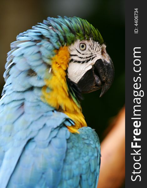 A shot of a Blue & Yellow Macaw