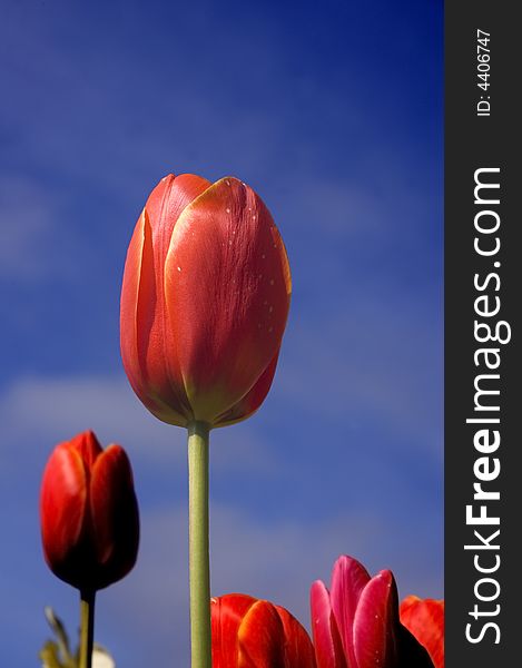 Beautiful red tulip against a blue sky from a low angle. Beautiful red tulip against a blue sky from a low angle