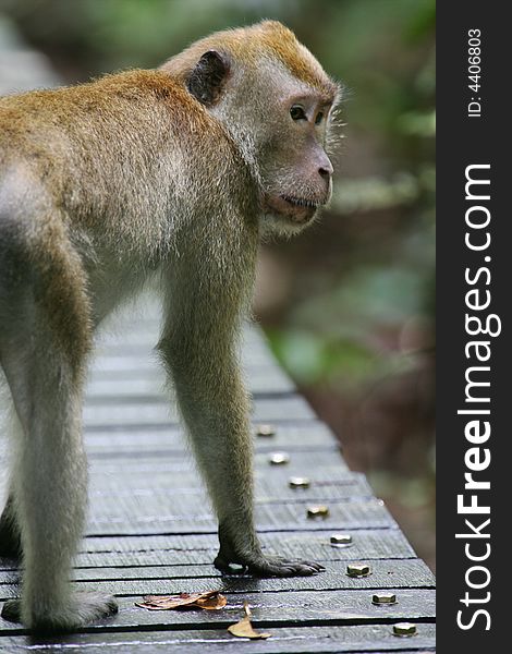 A shot of a Macaque Monkey in the wild