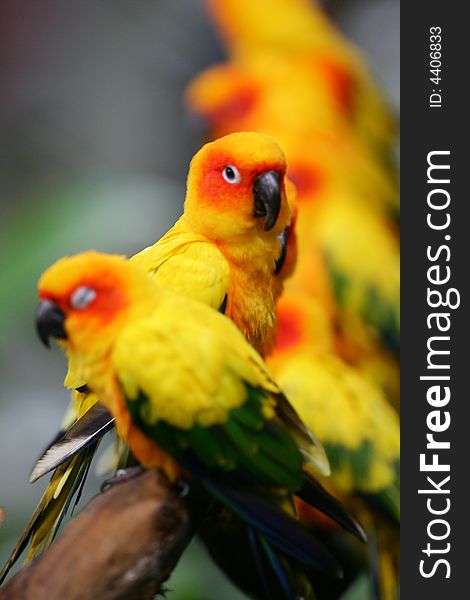A shot of Sun Conures perched together