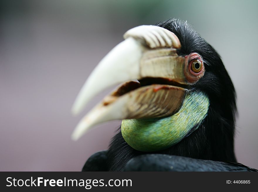Black Hornbill