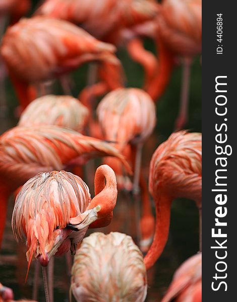 A shot of a flock of Pink Flamingoes